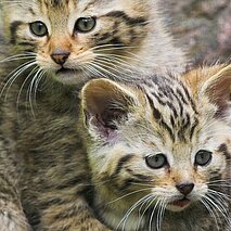 Wildpark Pforzheim: Wildkatze - copyright:Markus Zindl