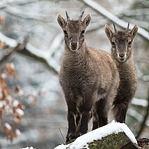 Zwei Steinbockkitze im Schnee - copyright:Stadt Pforzheim