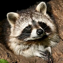 Ein Waschbär in seinem Bau - copyright:Stadt Pforzheim
