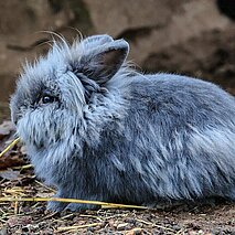 Flauschiges, graues Zwergkaninchen - copyright:Frank Banowski