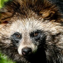 Marderhund im Wildpark - copyright:Stadt Pforzheim