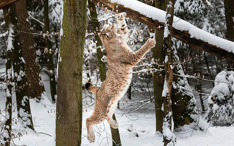 VIP Stellplatz Wildpark Pforzheim — photo 3