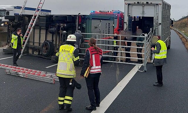 Unfall BAB Tiertransporter