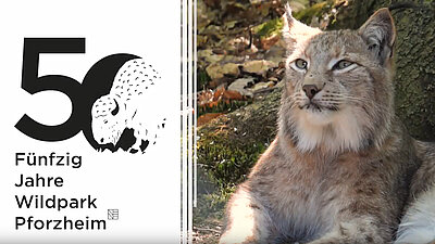 Filmbild: 50 Jahre Wildpark Pforheim