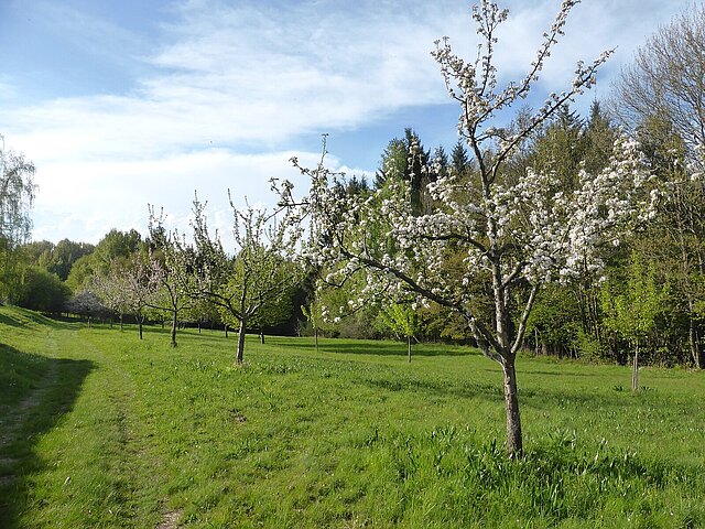 Nagoldhaldenweg Rundweg - Foto: Bruno Kohl