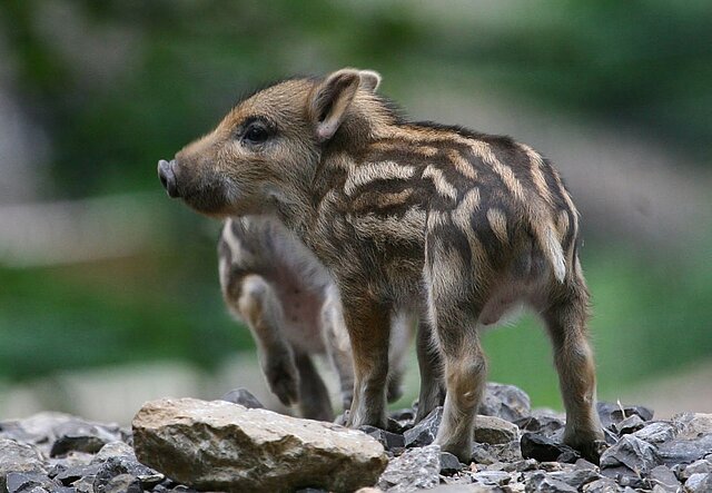 Wildpark Pforzheim