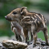 Wildpark Pforzheim