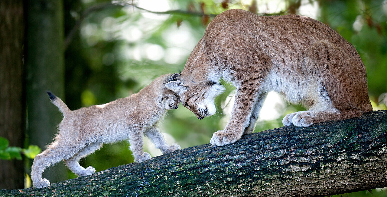 Luchs mit Jungtier auf einem Baum - copyright:Markus Zindl