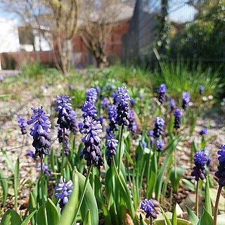 Bild von Frühlingsblumen - copyright:Stadt Pforzheim