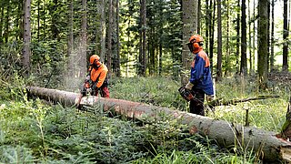 Bild: Im Wald, Waldarbeiten mit Kettensäge am Baum - copyright:Stadt Pforzheim