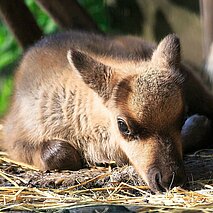 Rentierjunges im Wildpark - copyright:Stadt Pforzheim