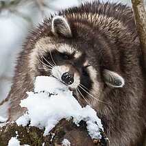 Waschbär frisst Schnee - copyright:Stadt Pforzheim