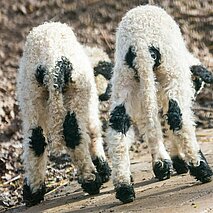Zwei Walliser Schwarznasenlämmchen von hinten - copyright:Stadt Pforzheim