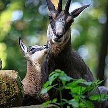 Gams mit Kitz im Wildpark Pforzheim - copyright:Stadt Pforzheim