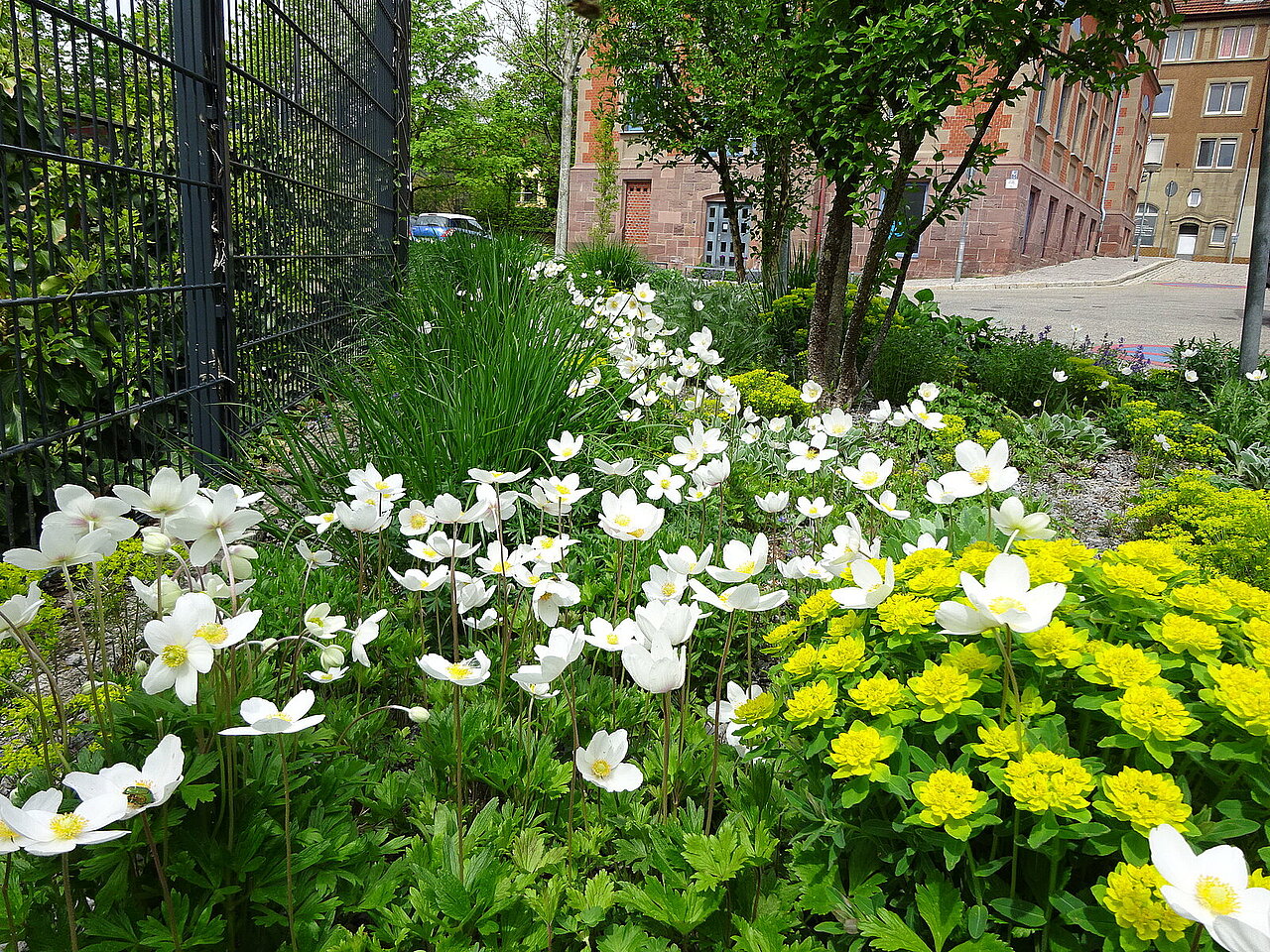 Blütenreiches Staudenbeet nach Schotterumwandlung (Foto: Stadt Pforzheim, GTA) - copyright:Stadt Pforzheim