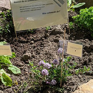 Kräutergarten im Sinnesgarten