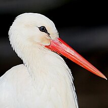 Storchenküken im Profil - copyright:Stadt Pforzheim