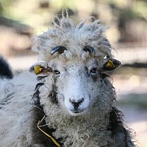 Vierhornschaf im Wildpark - copyright:Stadt Pforzheim