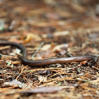 Blindschleiche - copyright:Wildpark
