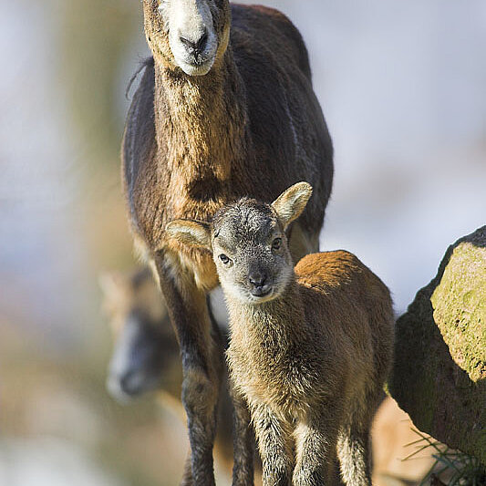 Mufflon mit Jungem