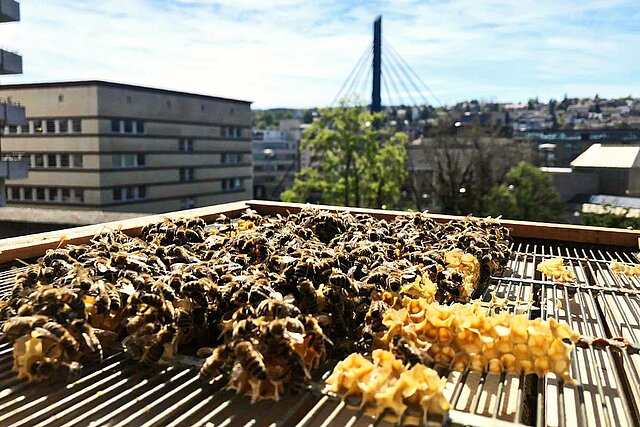 Bienenstock