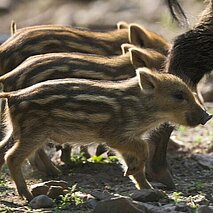 Wildpark Pforzheim: Wildschweine - copyright:Markus Zindl