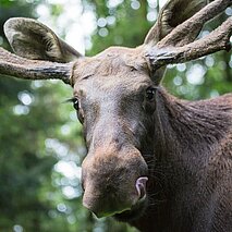 Elch mit herausgestreckter Zunge - copyright:Stadt Pforzheim