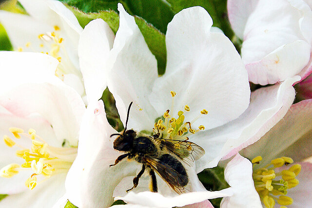 Apfelblüte Symbolbild Biene
