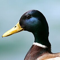 Profil einer Stockente - copyright:Stadt Pforzheim