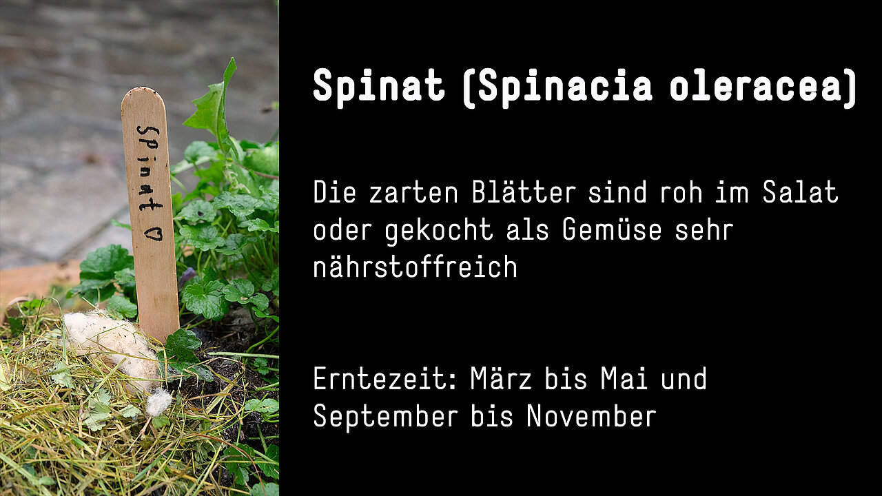 - copyright:SMP