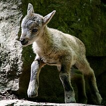 Zicklein im Wildpark - copyright:Stadt Pforzheim