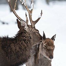 Winter, Schnee: Hirsch putzt Hirschkuh - copyright:Stadt Pforzheim