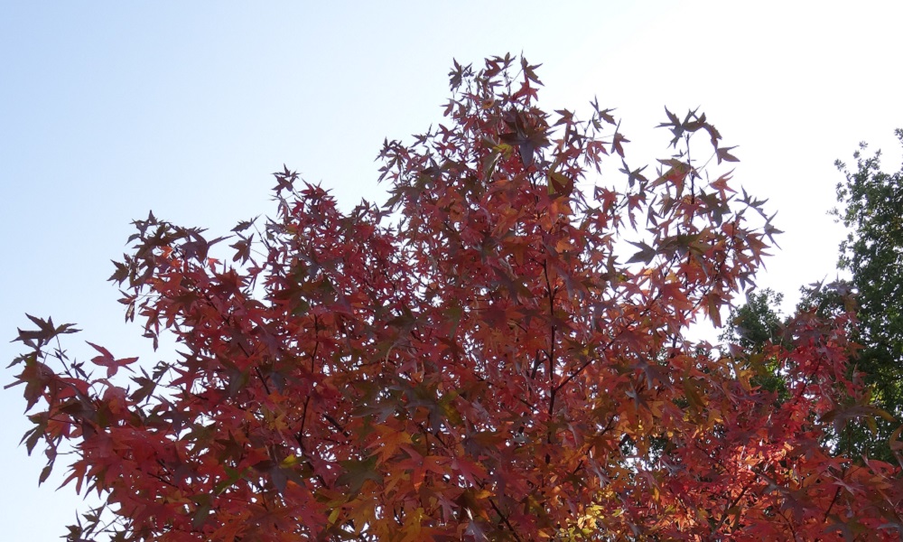  - copyright:Stadt Pforzheim, Foto: GTA