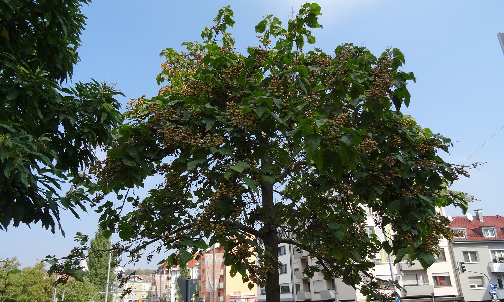 - copyright:Stadt Pforzheim, Foto: GTA