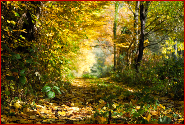 Fotografie im Wald
