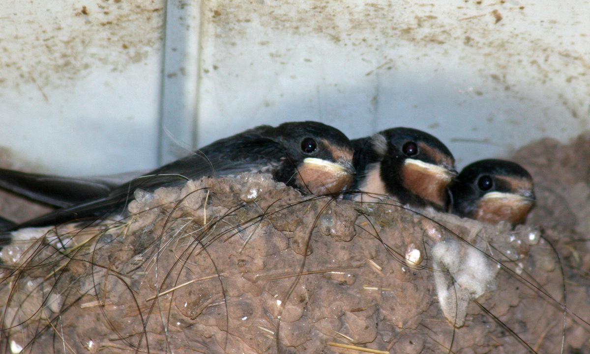Bild: Schwalbennest an Hauswand - copyright:Bauer (AfU)